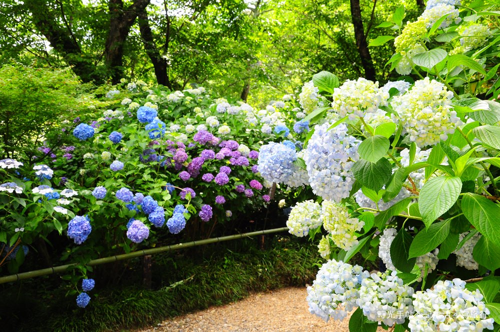 奈良紫陽花名所彙整 時光手帖