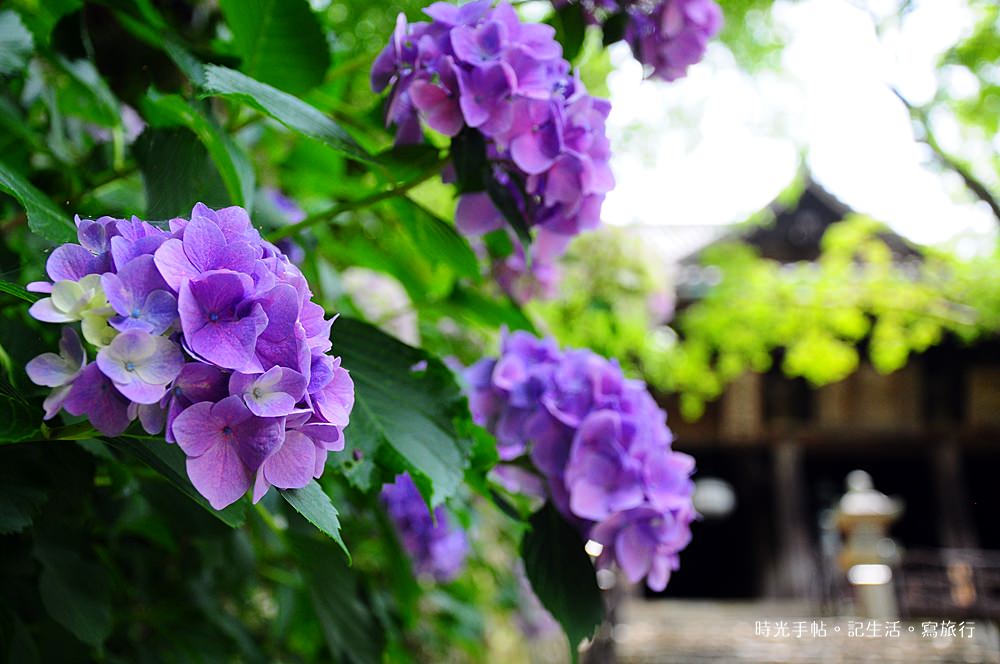 關西花見彙整 時光手帖 關西花見彙整 時光手帖