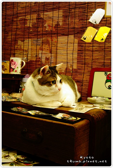 胖貓咖啡 (5).jpg